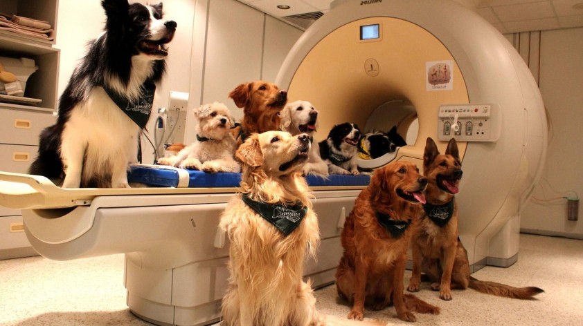 Dogs process language in a similar way to humans – MRI brain scans discover evidence