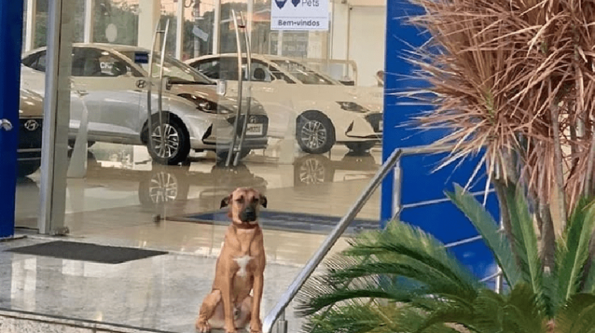 Meet Tucson Prime, the stray dog who “landed a job” at a car dealership
