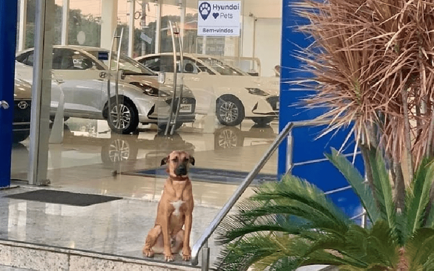 Meet Tucson Prime, the stray dog who "landed a job" at a car dealership | AVALON Linguistic