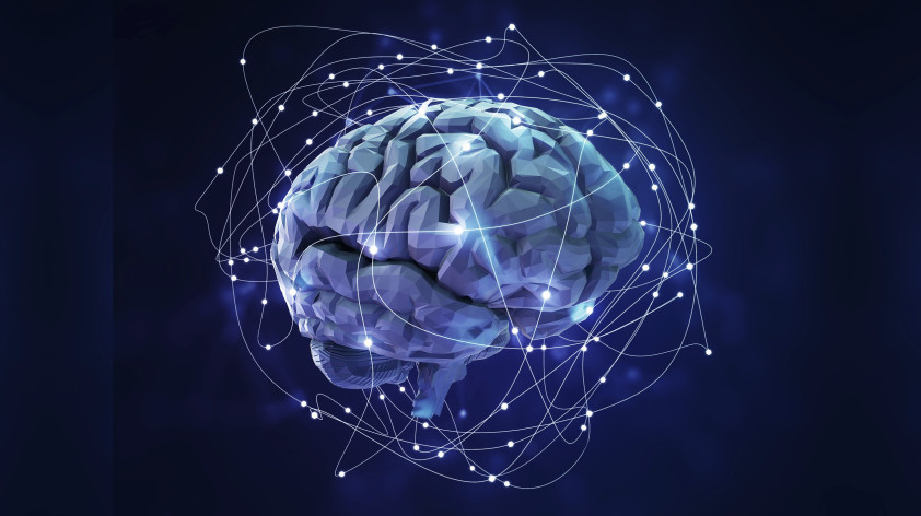 Human brains process language much like modern AI models